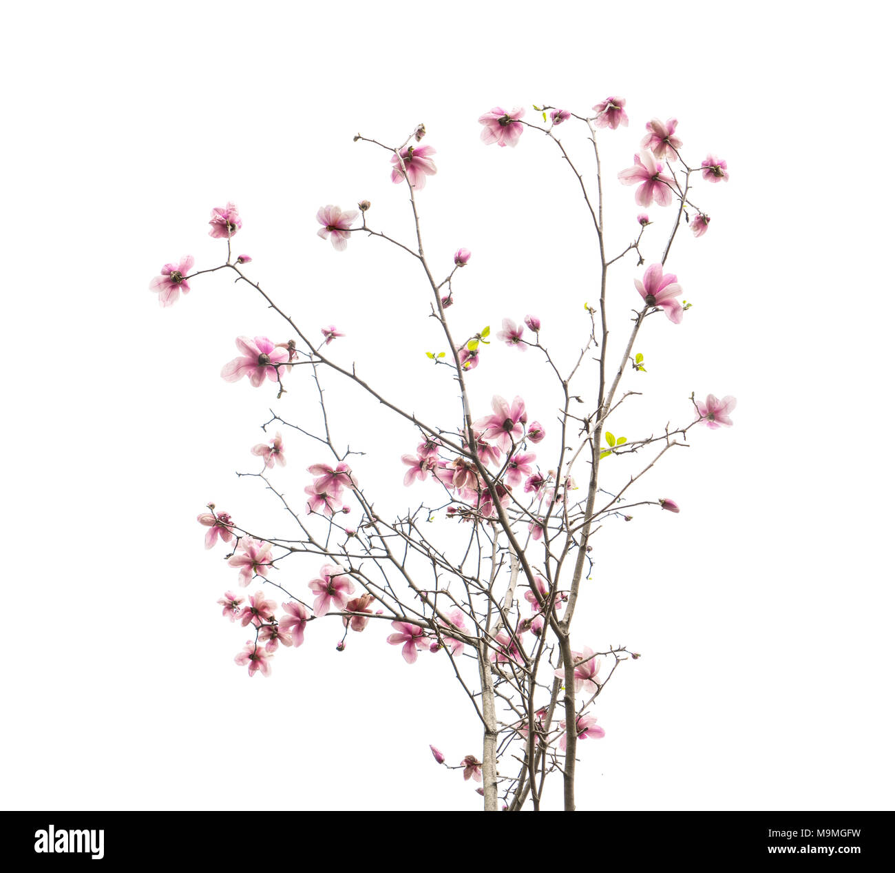 magnolia flower spring branch isolated on white background Stock Photo ...