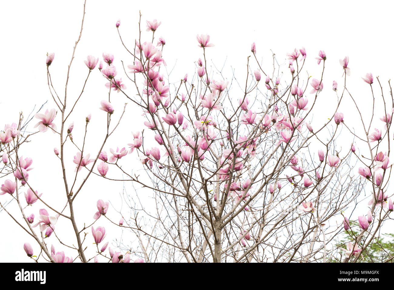 magnolia flower spring branch isolated on white background Stock Photo ...