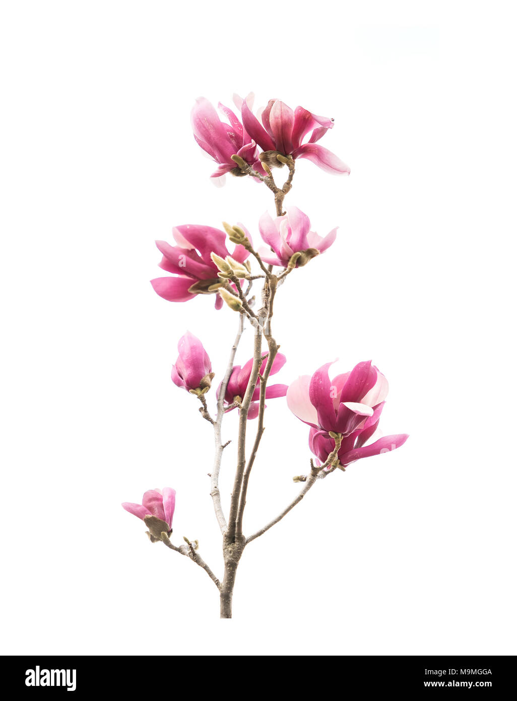 magnolia flower spring branch isolated on white background Stock Photo ...