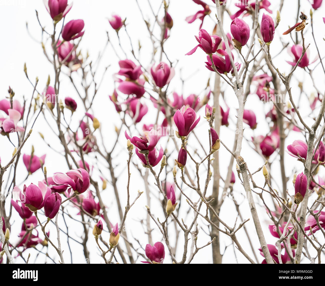 magnolia flower spring branch isolated on white background Stock Photo ...