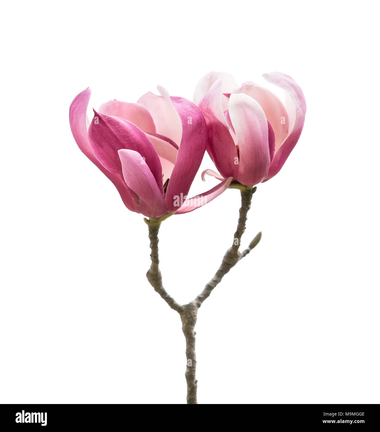 magnolia flower spring branch isolated on white background Stock Photo ...