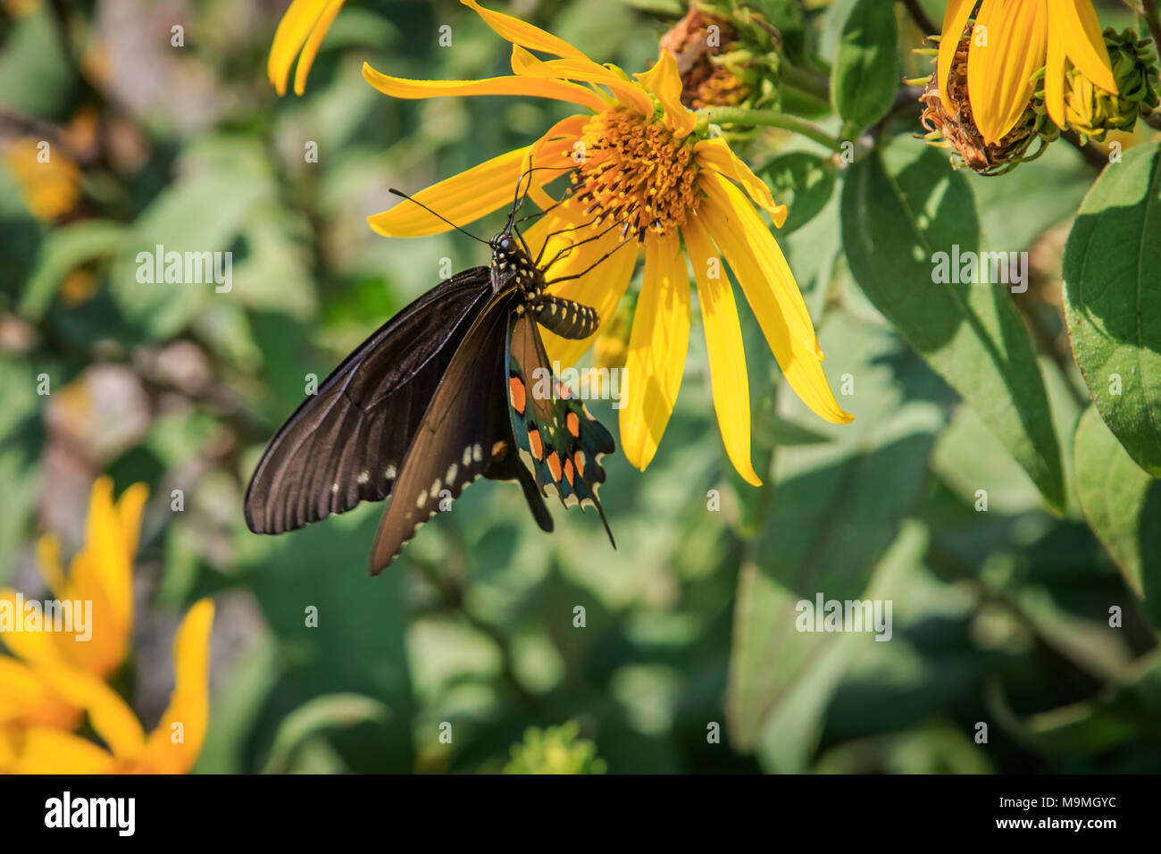 Pipevine Swallowtail Butterfly, Battus philenor, shot in Oklahoma. Stock Photo