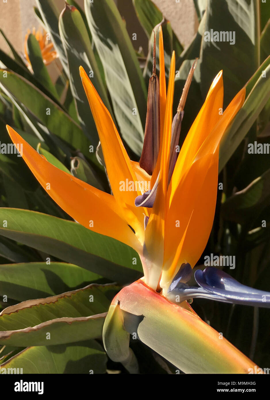 beautiful orange flowers of stelitzia Reginae also know as the crane flower or bird of paradise shown growing in a sunny walled courtyard Stock Photo