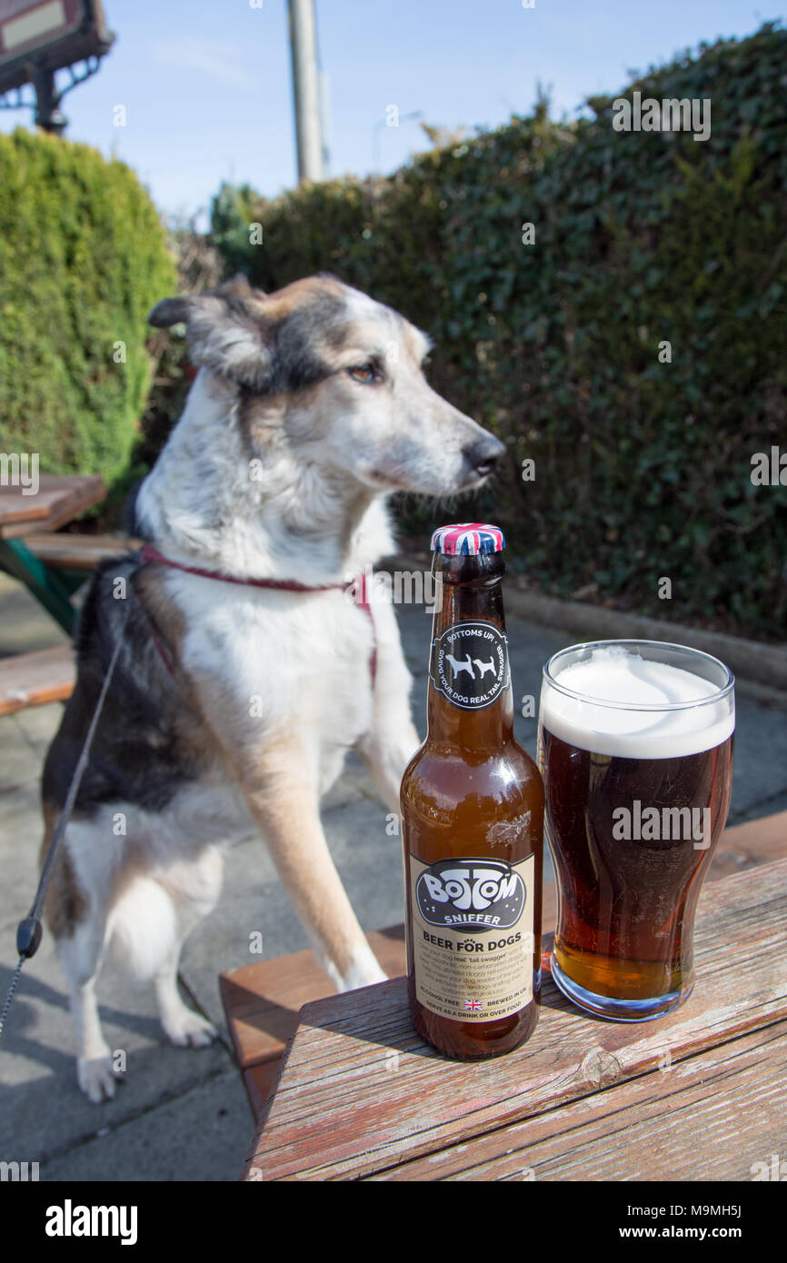 Can Dogs Have A Sip Of Beer