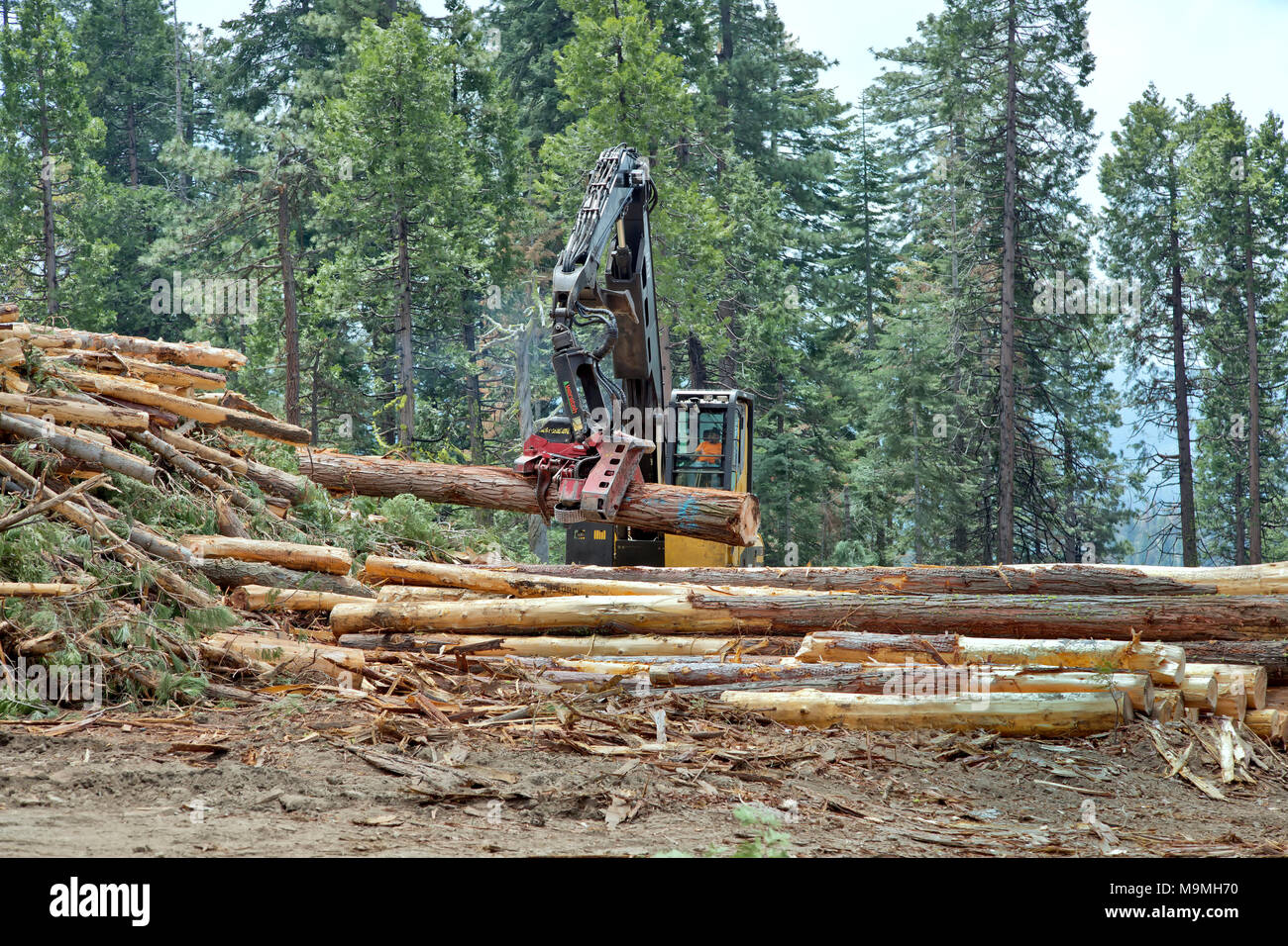 Operator using Knuckle-Heel Boom  log loader with Warath harvesting head, cut & trim Ponderosa Pine & Douglas Fir logs. Stock Photo