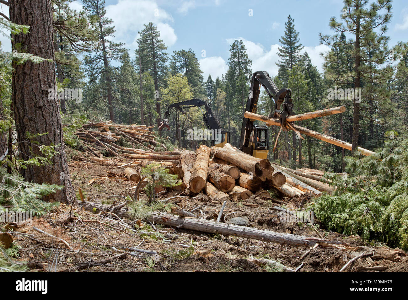 Caterpillar Knuckle-Heel Boom log loaders, hydraulic multi purpose grip, with heel boom moving Ponderosa Pine & Douglas Fir logs. Stock Photo