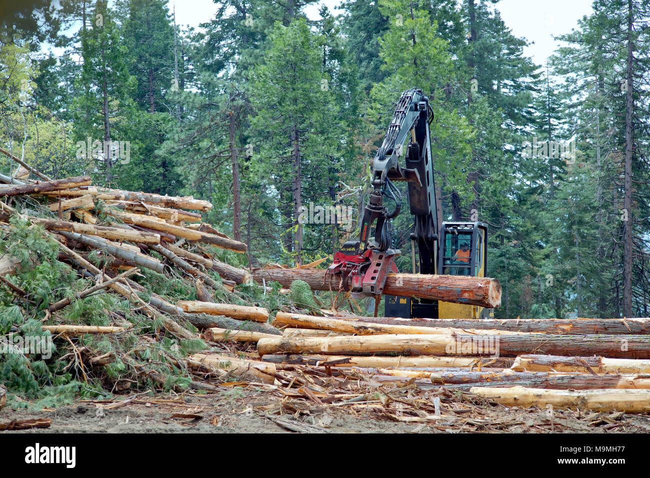 Operator using Knuckle-Heel  Boom log loader with Warath harvesting head, cut & trim Ponderosa Pine & Douglas Fir logs. Stock Photo