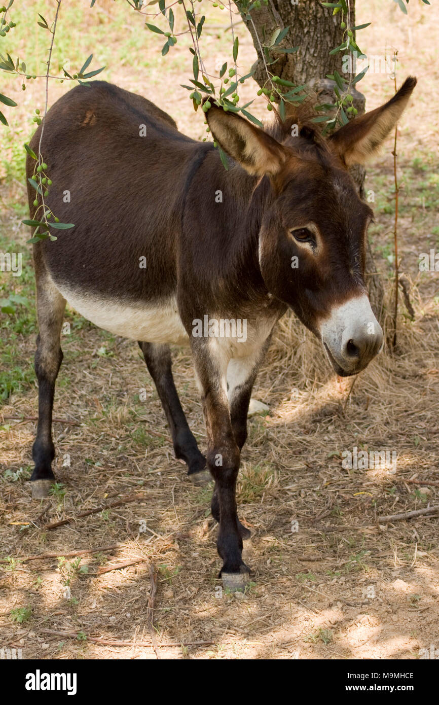 A Donkey (Equus Africanus Asinus) in a farm Stock Photo