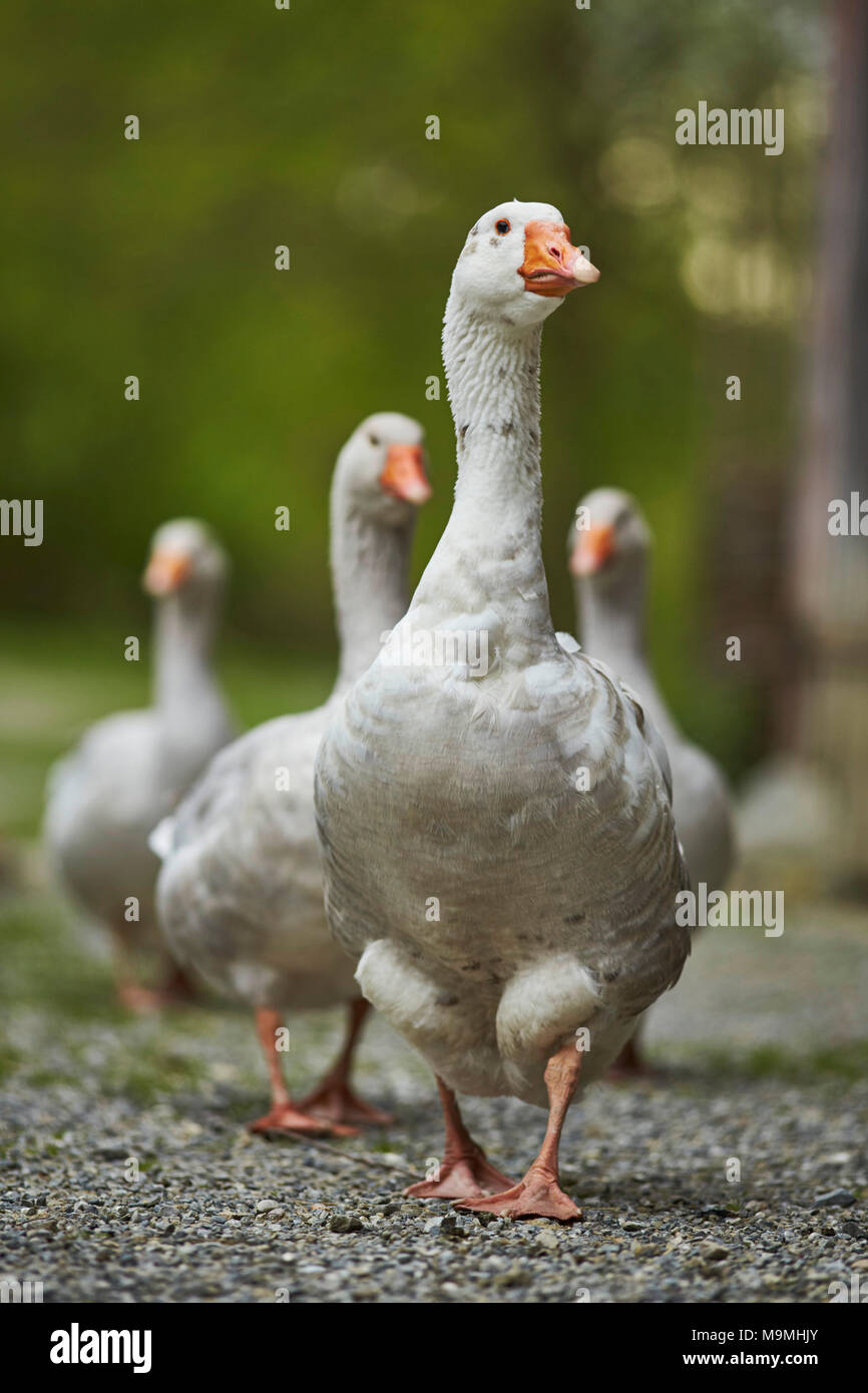 Domestic Goose. Group walking in front of a stable. Bavaria, Germany. Stock Photo