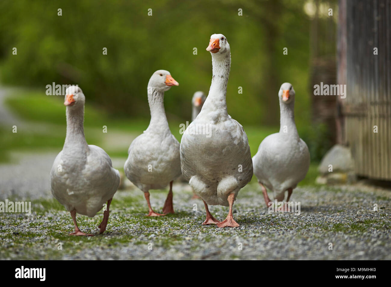 Domestic Goose. Group walking in front of a stable. Bavaria, Germany. Stock Photo