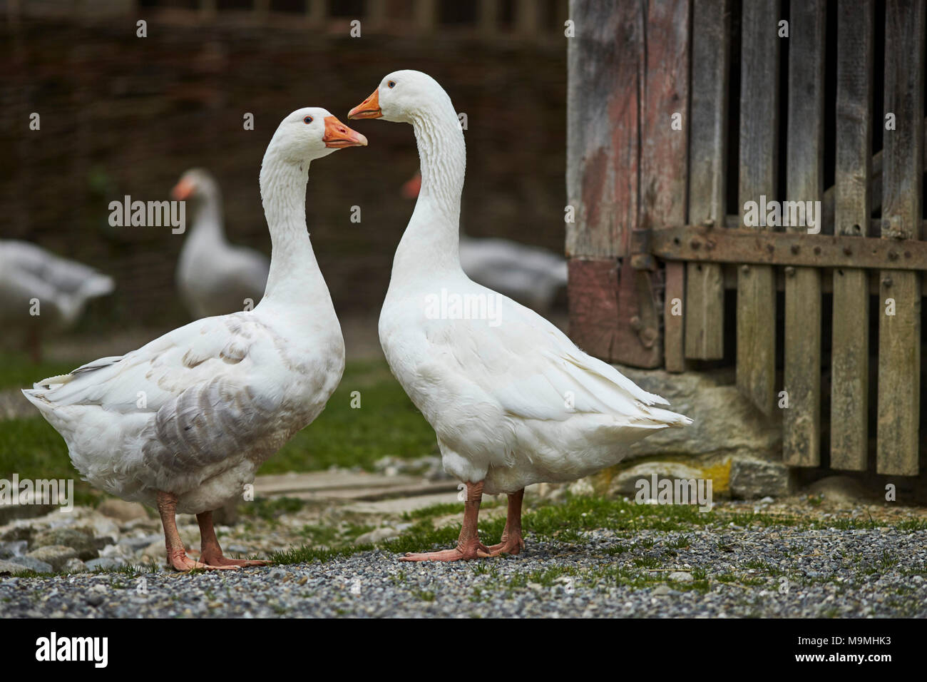 Domestic Goose. Two adults in front of a stable. Bavaria, Germany. Stock Photo