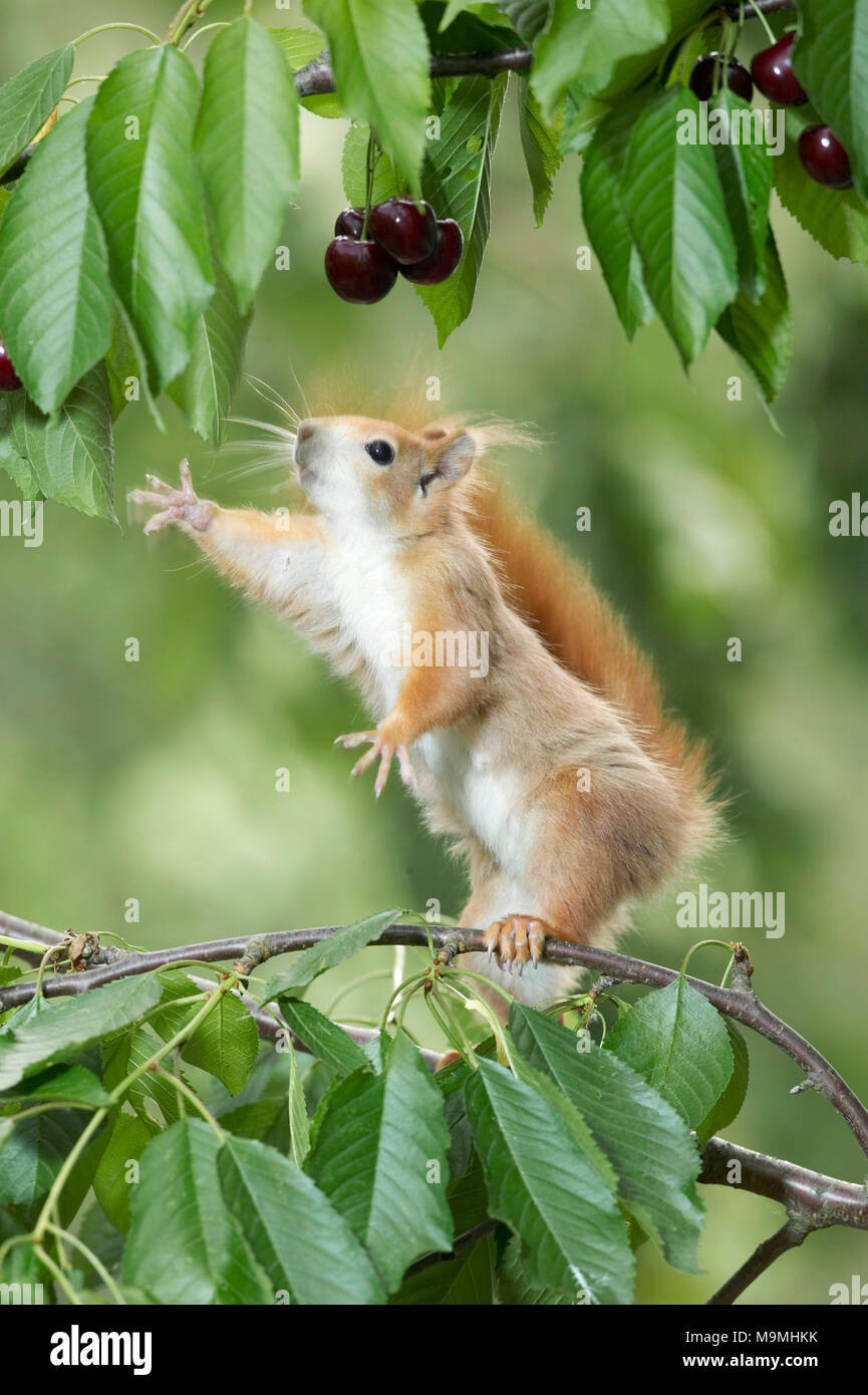 Squirrel in tree hires stock photography and images Alamy