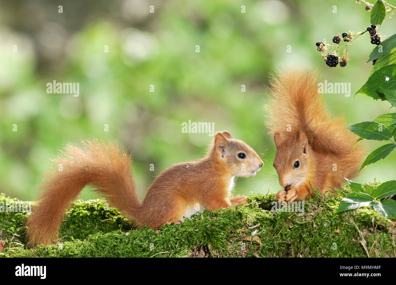 European Red Squirrel (Sciurus vulgaris). Pair of young next to ripe brambles. Germany Stock Photo