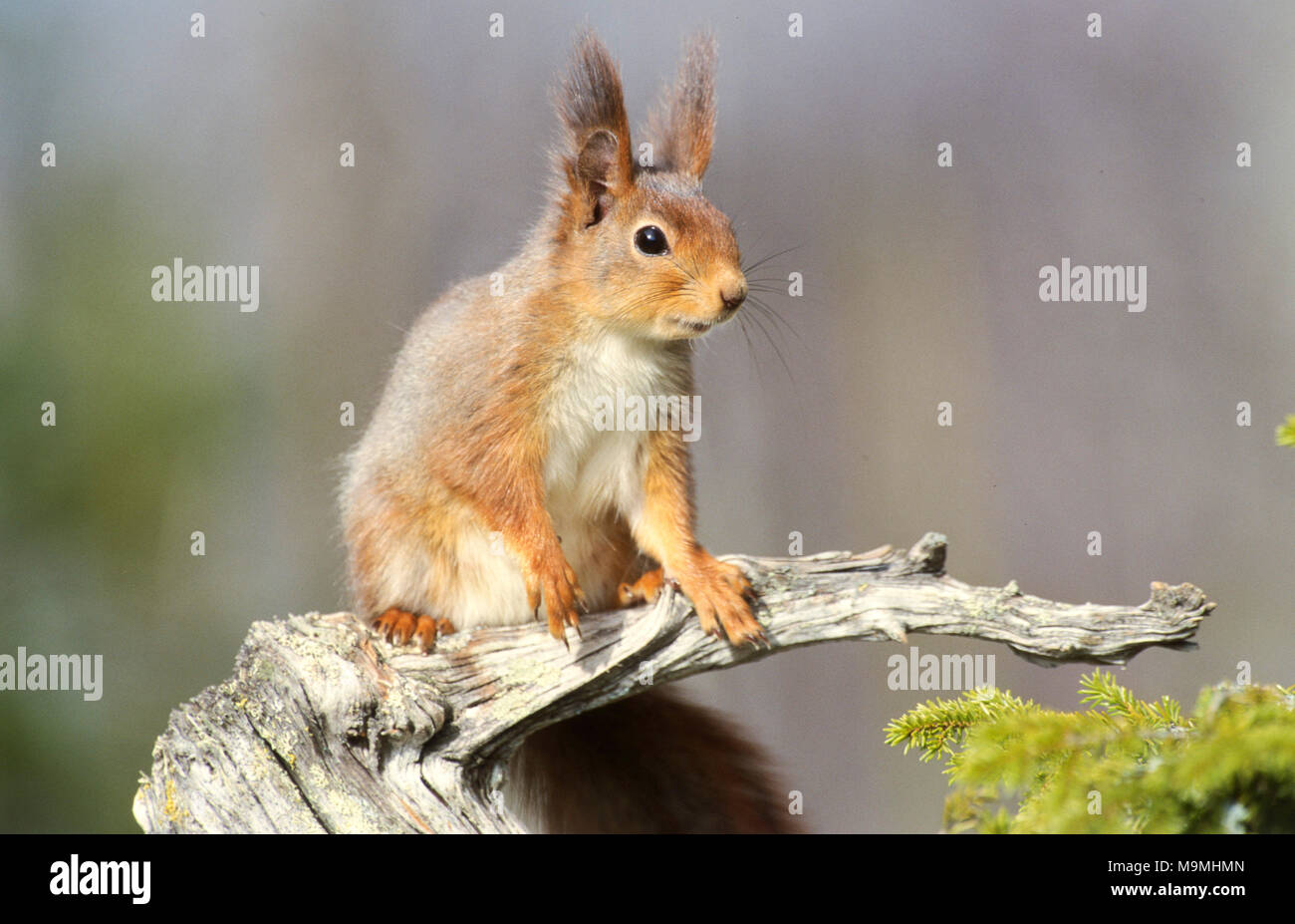 European Red Squirrel (Sciurus vulgaris). Adult on a dead gnarled branch. Germany Stock Photo