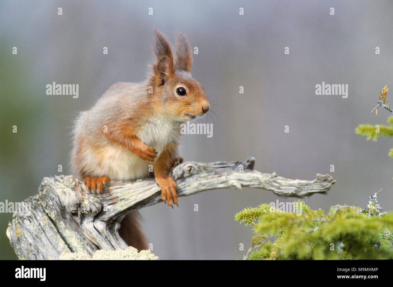 European Red Squirrel (Sciurus vulgaris). Adult on a dead gnarled branch. Germany Stock Photo