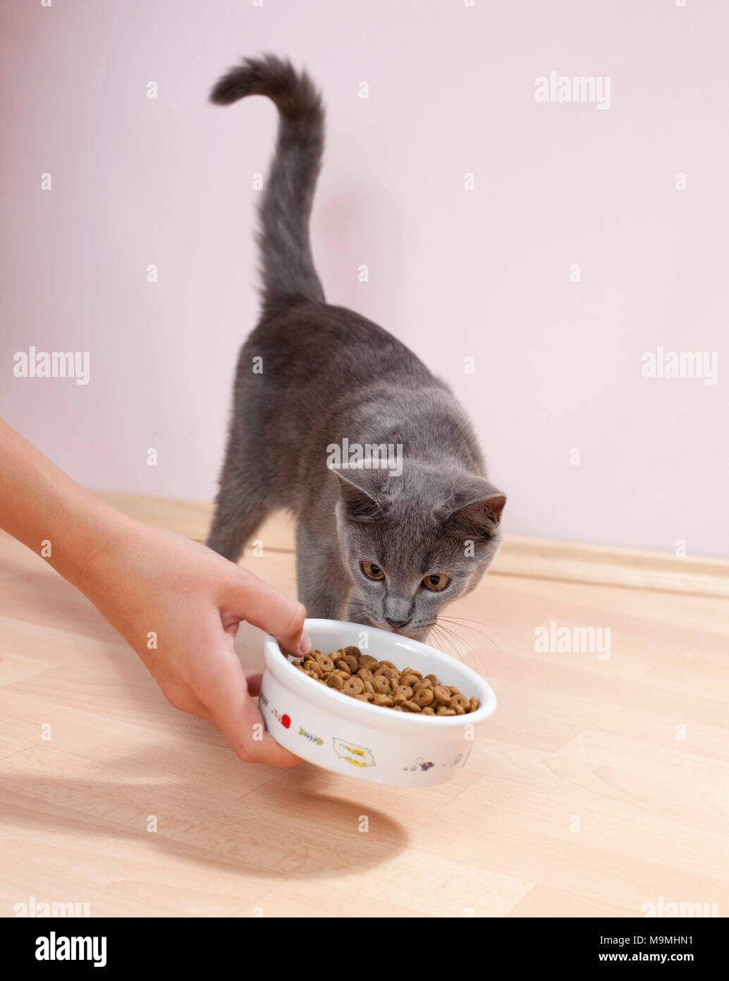 Chartreux cat. Kitten being fed. Germany Stock Photo