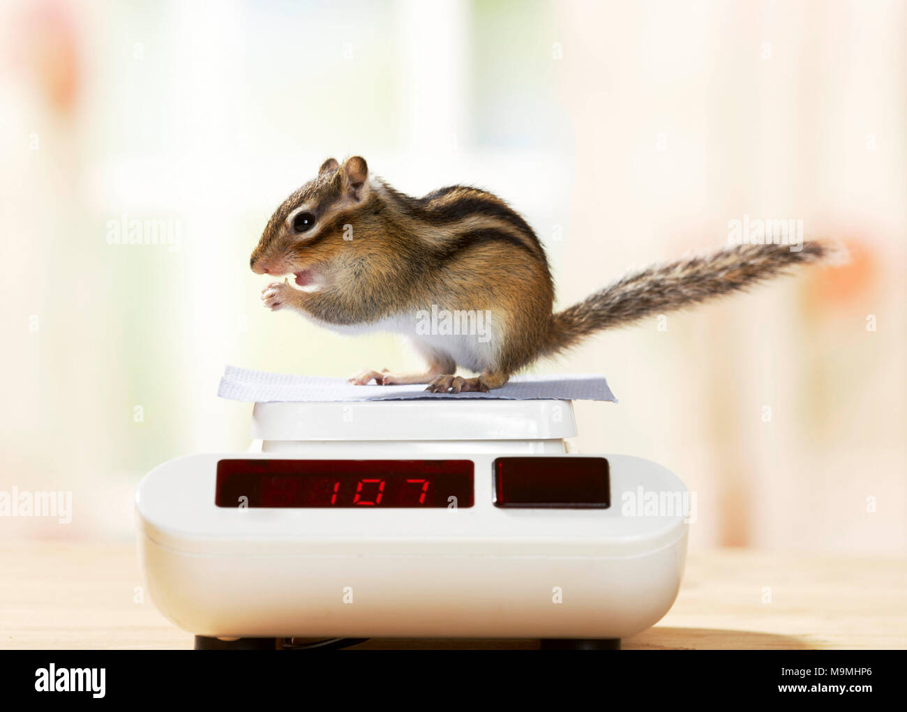 Siberian Chipmunk (Tamias sibiricus) on kitchen scales. Germany Stock Photo