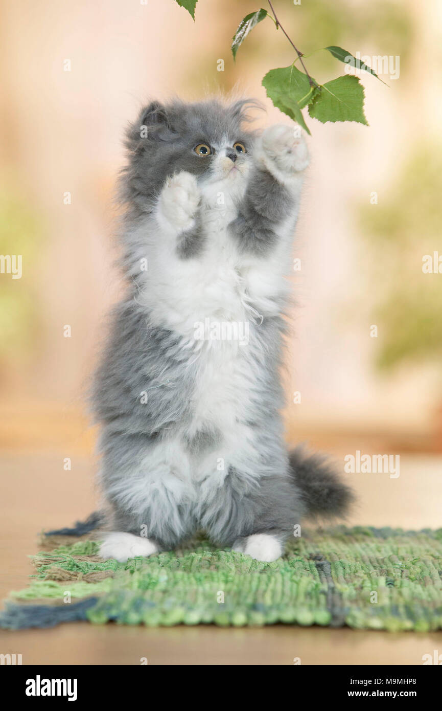 On haunches hires stock photography and images Alamy