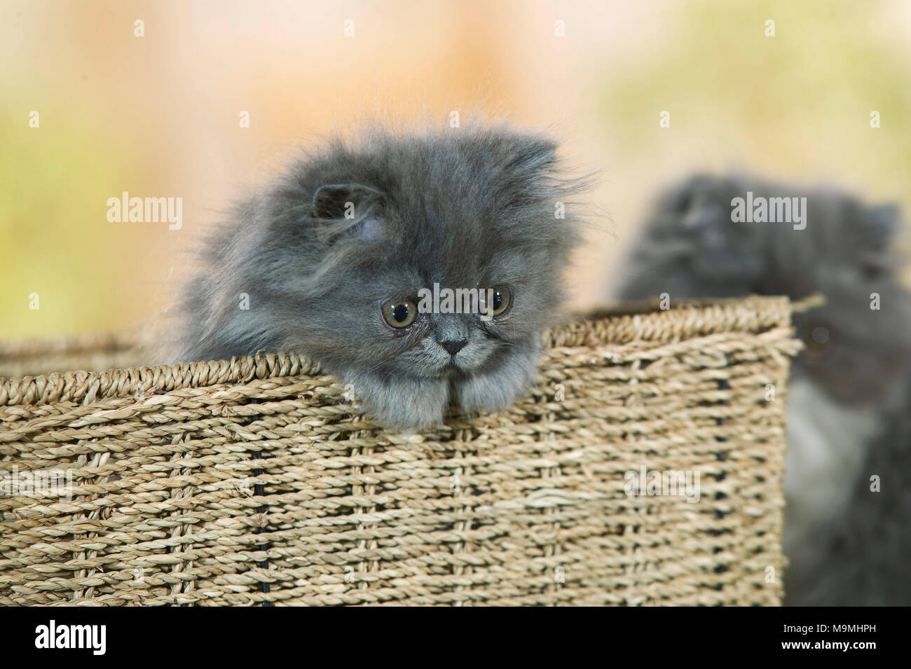 Persian Cat. Kitten in a basket. Germany. Stock Photo