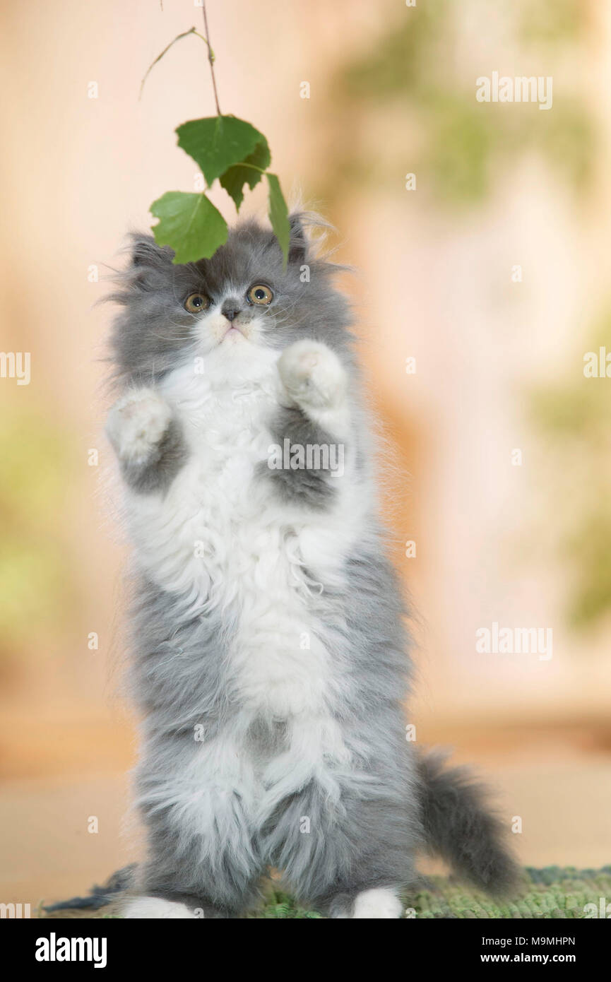 Persian Cat. Kitten sitting on its haunches on a rug, playing with Birch leaves. Germany. Stock Photo