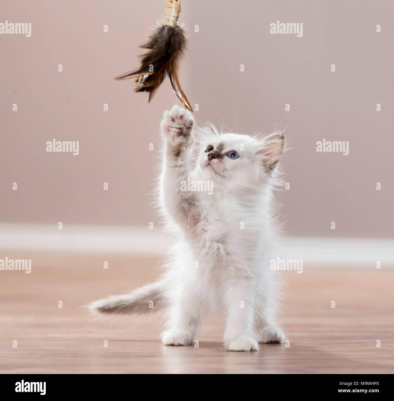 Sacred Birman. Kitten playing with a feather teaser. Germany . Stock Photo