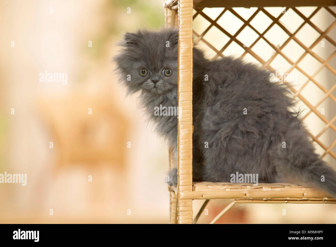 Persian Cat. Kitten sitting in a book-rack. Germany. Stock Photo