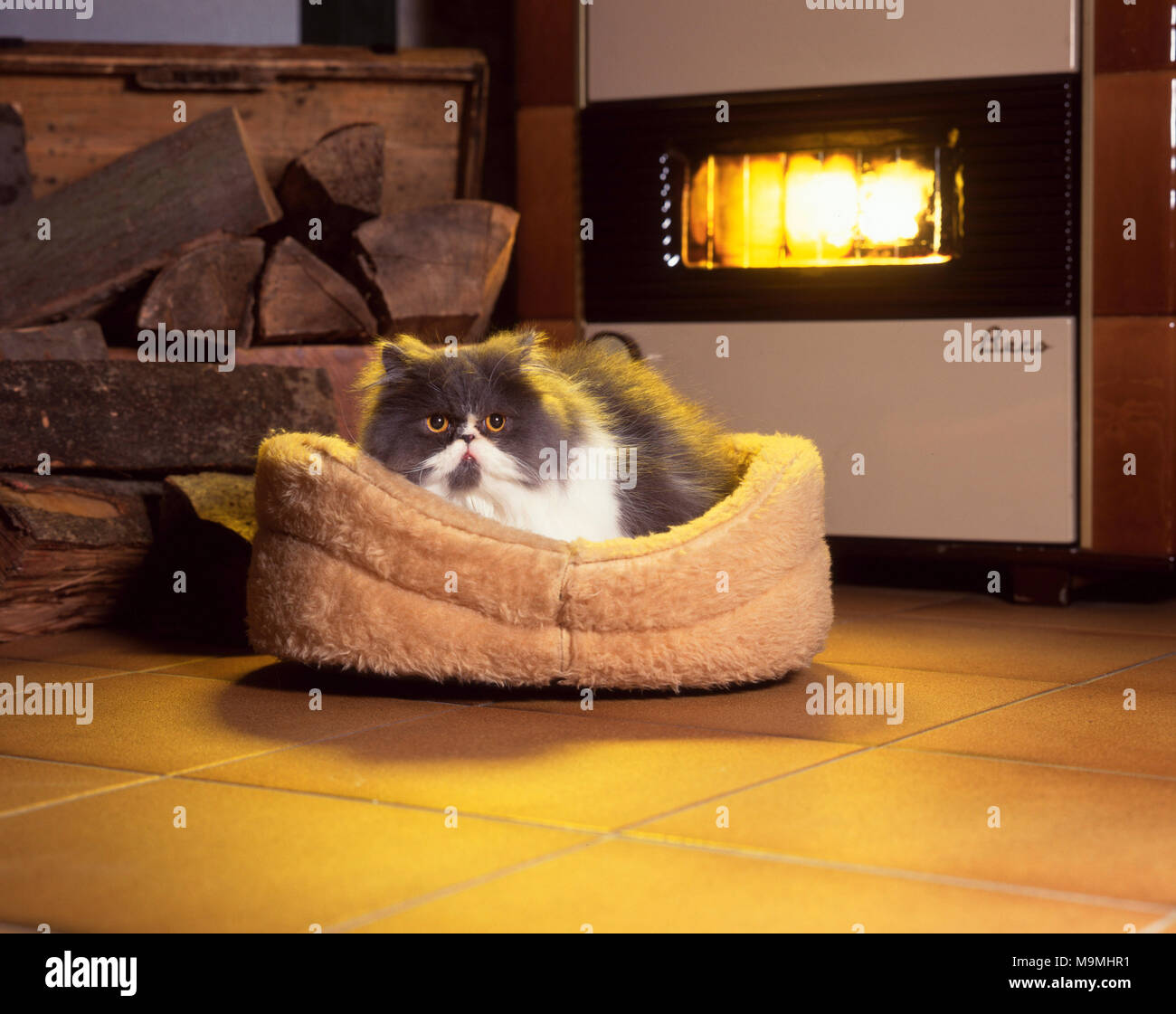 Persian cat in a basket in front of a fireplace. Germany Stock Photo