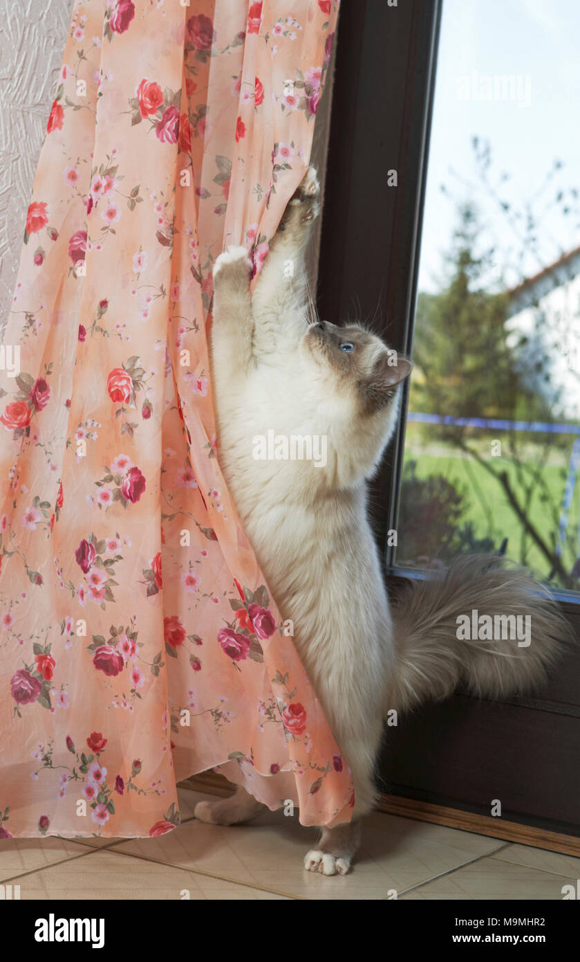 Sacred cat of Burma. Adult assaulting a curtain, behavioural problem. Germany Stock Photo