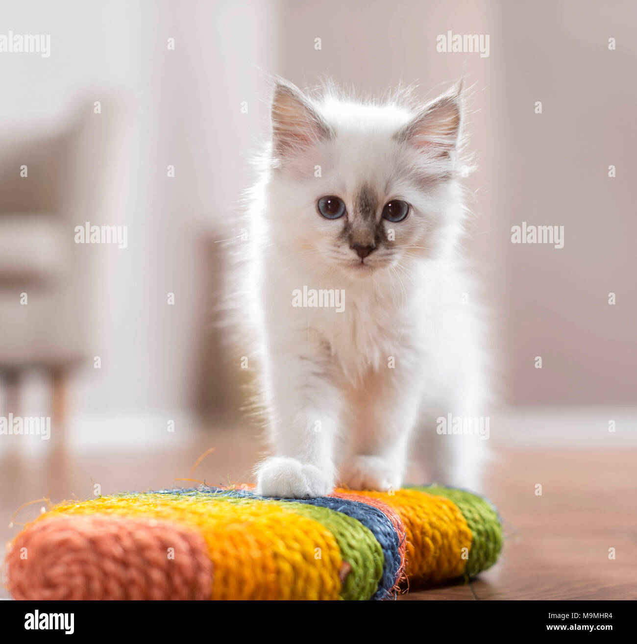 Sacred Birman. Kitten standing on a scratch toy. Germany . Stock Photo