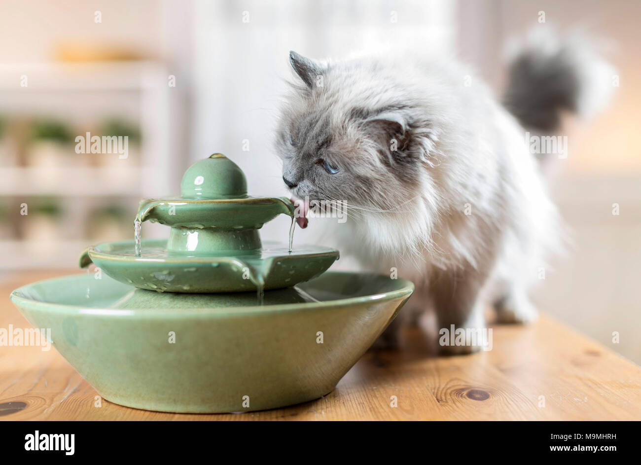 Sacred Birman. Adult cat drinking from an indoor fountain. Germany Stock Photo