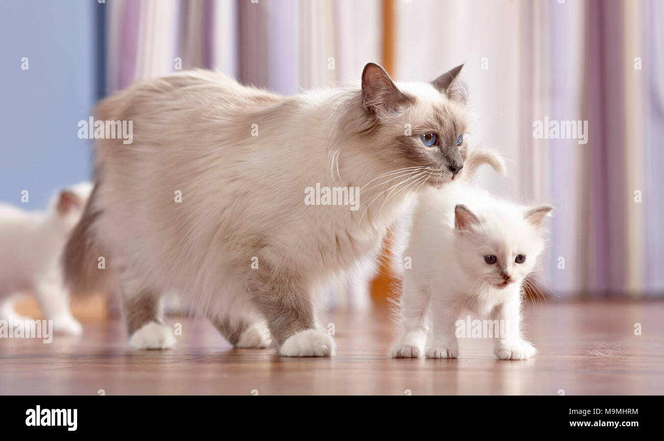 4 Sacred Cat