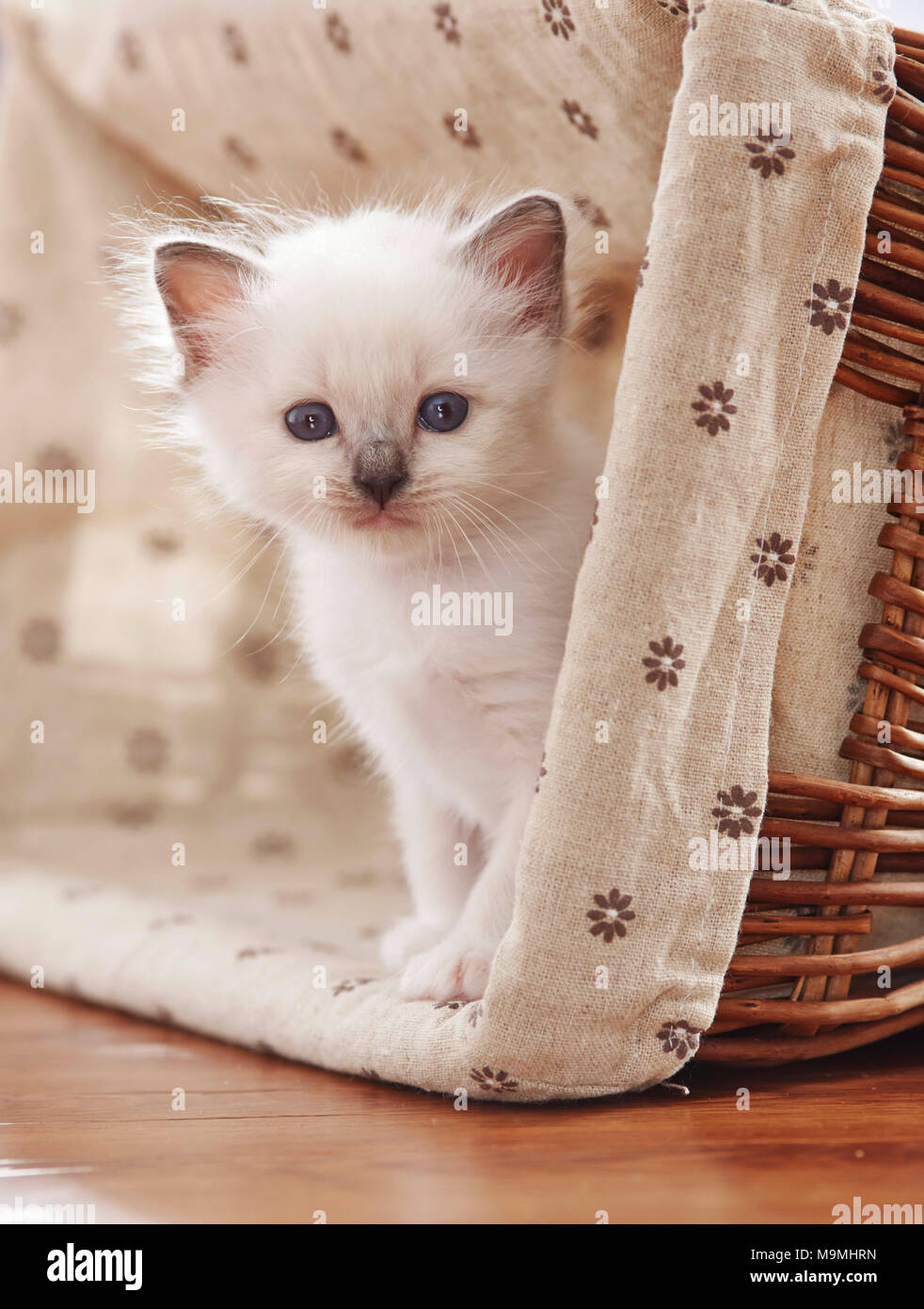 Sacred cat of Burma. Kitten (4 weeks old) siiting in a basket. Germany Stock Photo