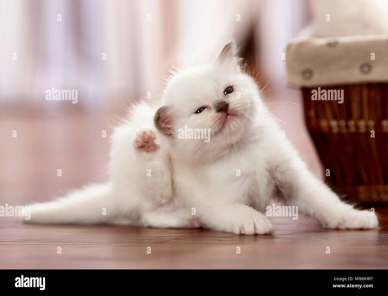 Sacred cat of Burma. Kitten (4 weeks old) scratching its ear with a hind leg. Germany Stock Photo