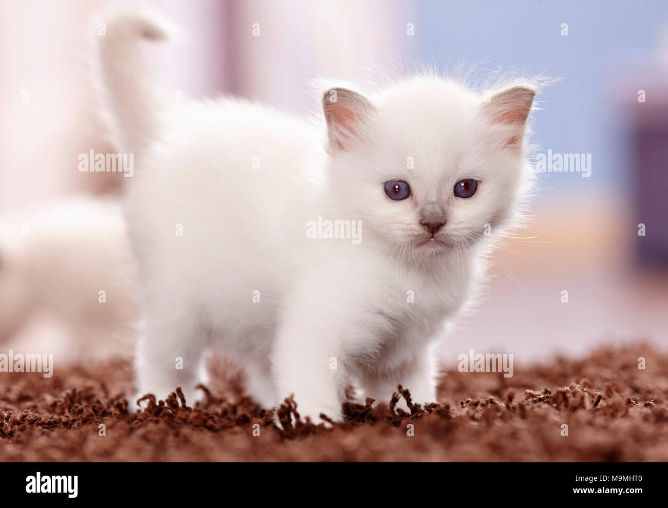 4 Sacred Cat