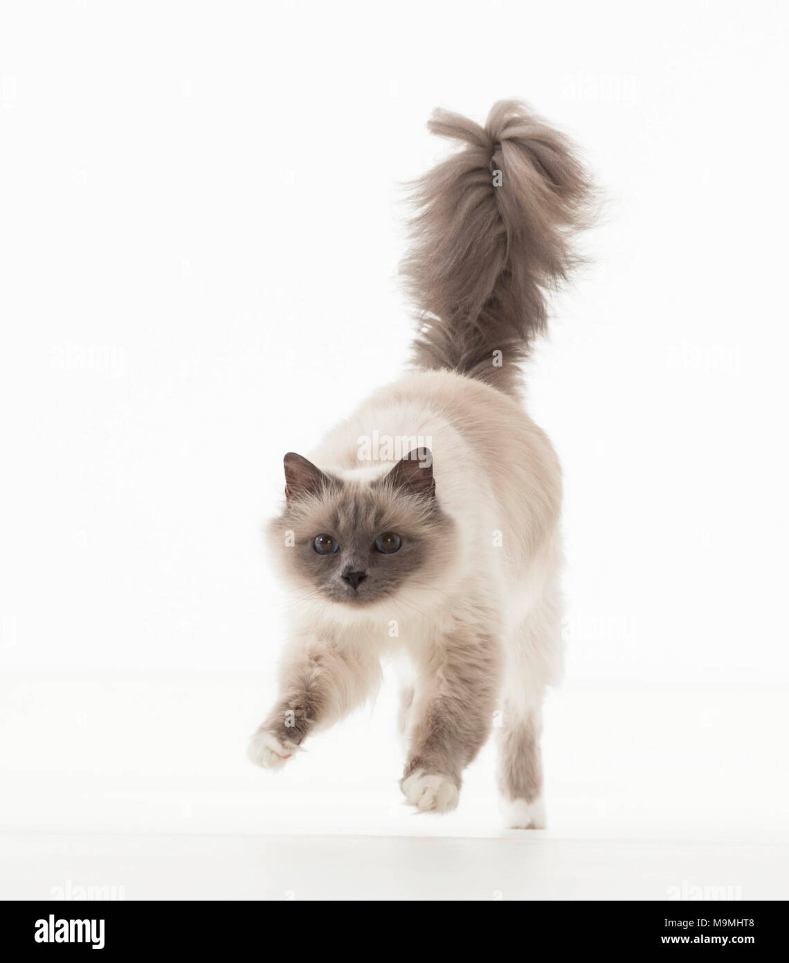 Sacred cat of Burma. Adult running. Studio picture against a white background. Germany Stock Photo
