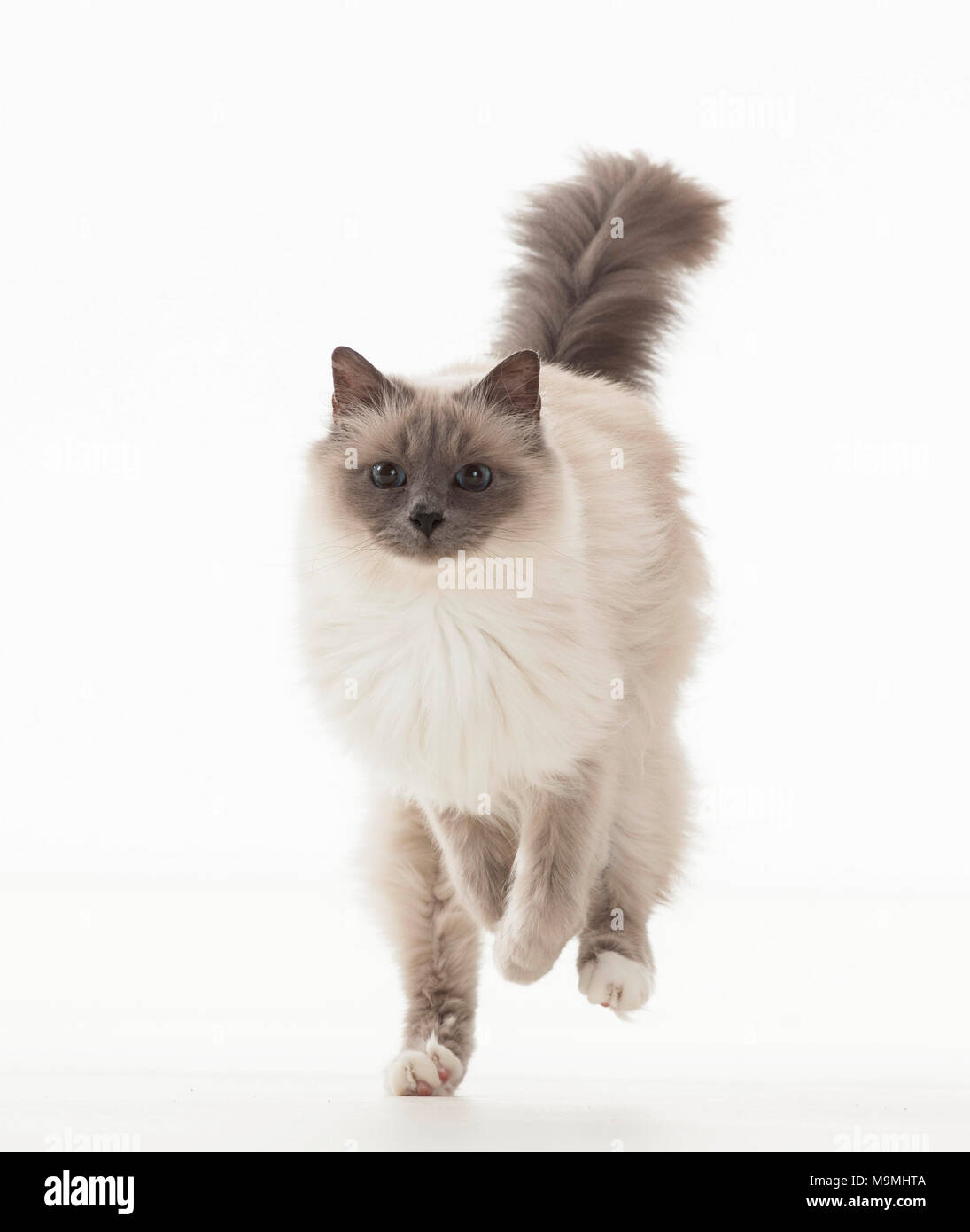 Sacred cat of Burma. Adult running. Studio picture against a white background. Germany Stock Photo