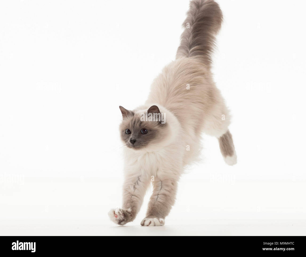 Sacred cat of Burma. Adult jumping. Studio picture against a white background. Germany Stock Photo