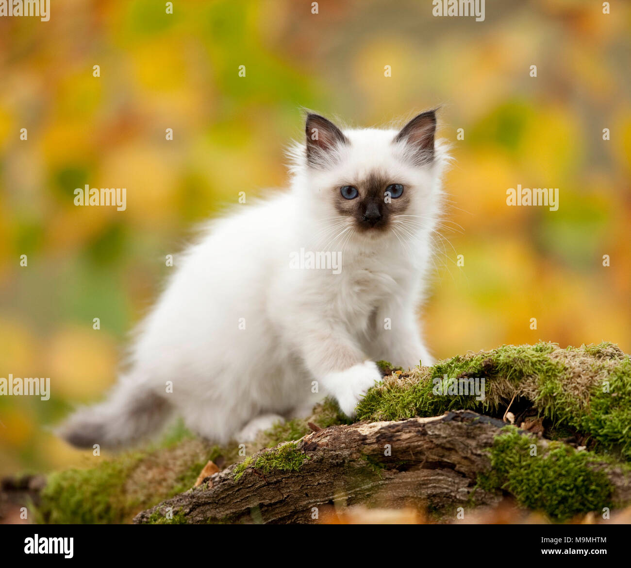 Sacred Birman. Kitten standing on a mossy log. Germany Stock Photo