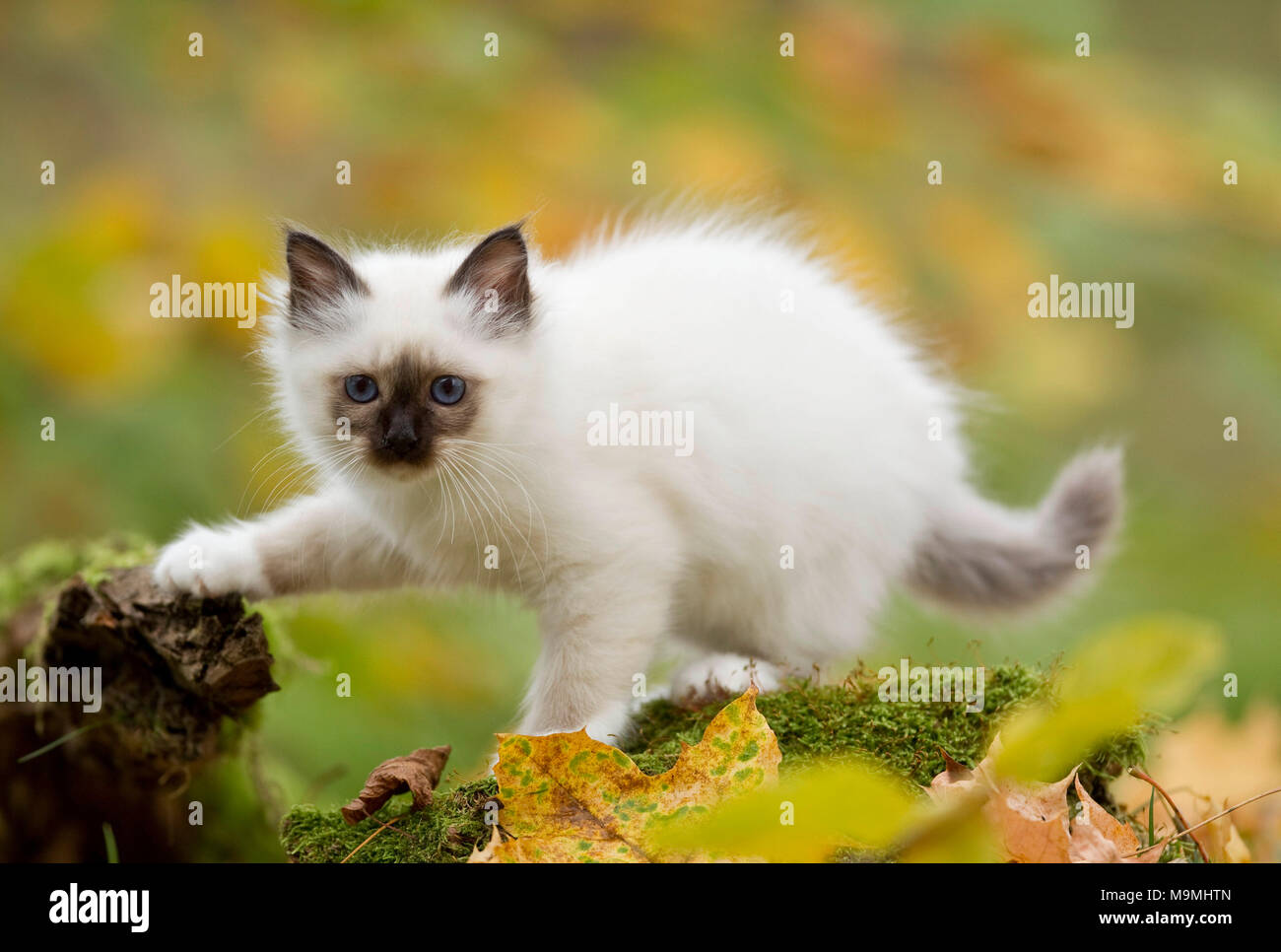 Sacred Birman. Kitten walking on a mossy log. Germany Stock Photo