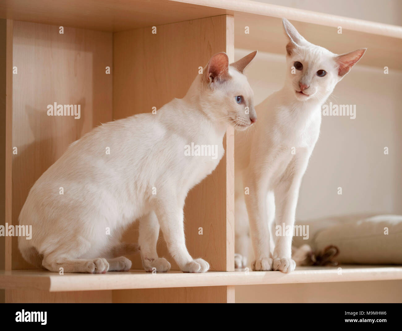 Siamese Cat. Two young sitting in a shelf. Germany Stock Photo