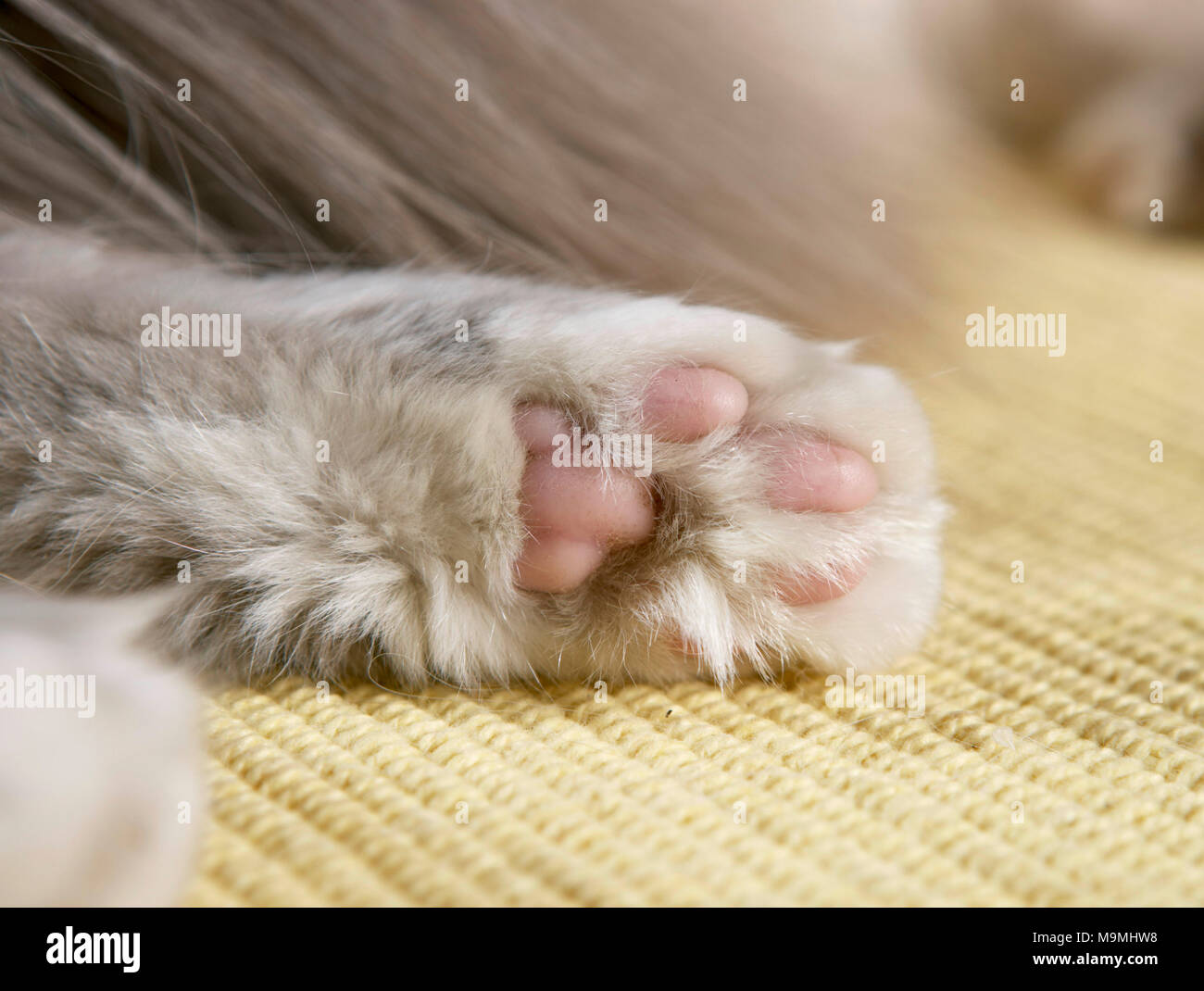 Sacred cat of Burma. Close-up of paw. Germany Stock Photo
