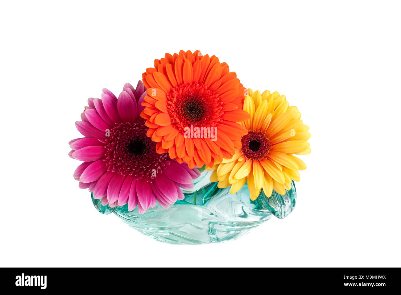 Three different coloured Gerbera hybrida daisies in a vase on a white background. Stock Photo