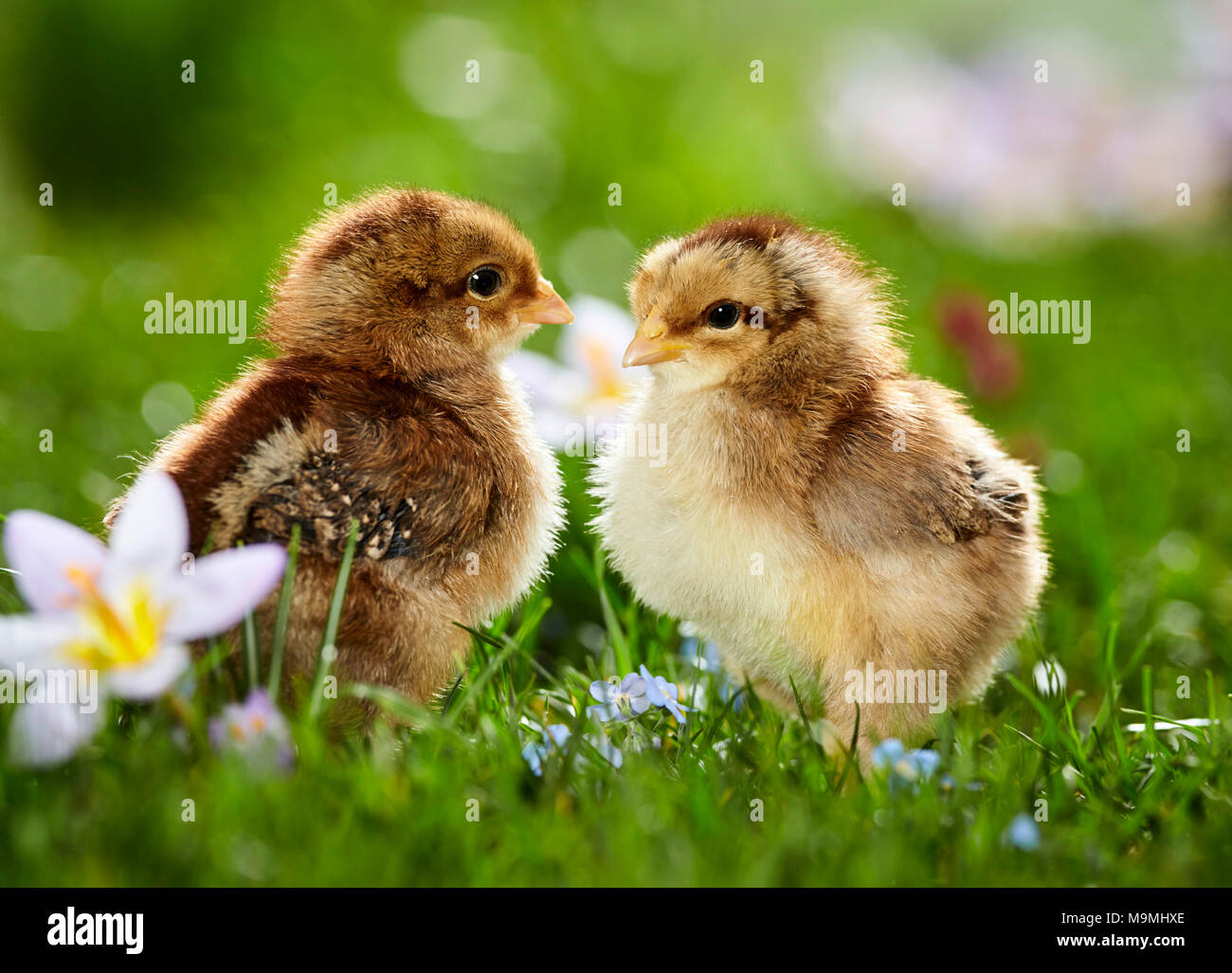 Welsummer Chicken. Pair of chickens in flowering meadow in spring. Germany Stock Photo