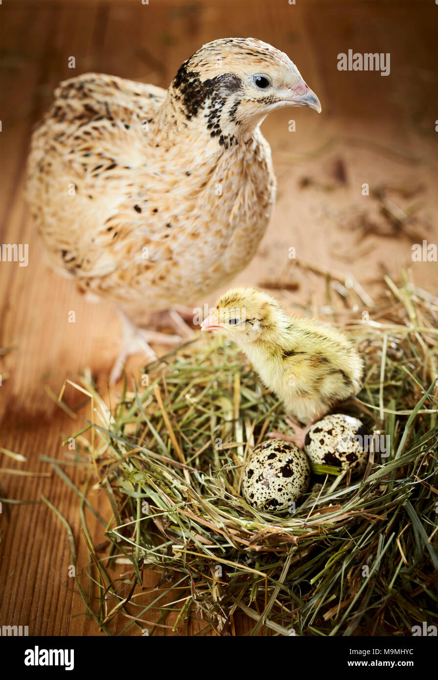 Common Quail (Coturnix coturnix). Adult and chick in nest with eggs. Germany Stock Photo