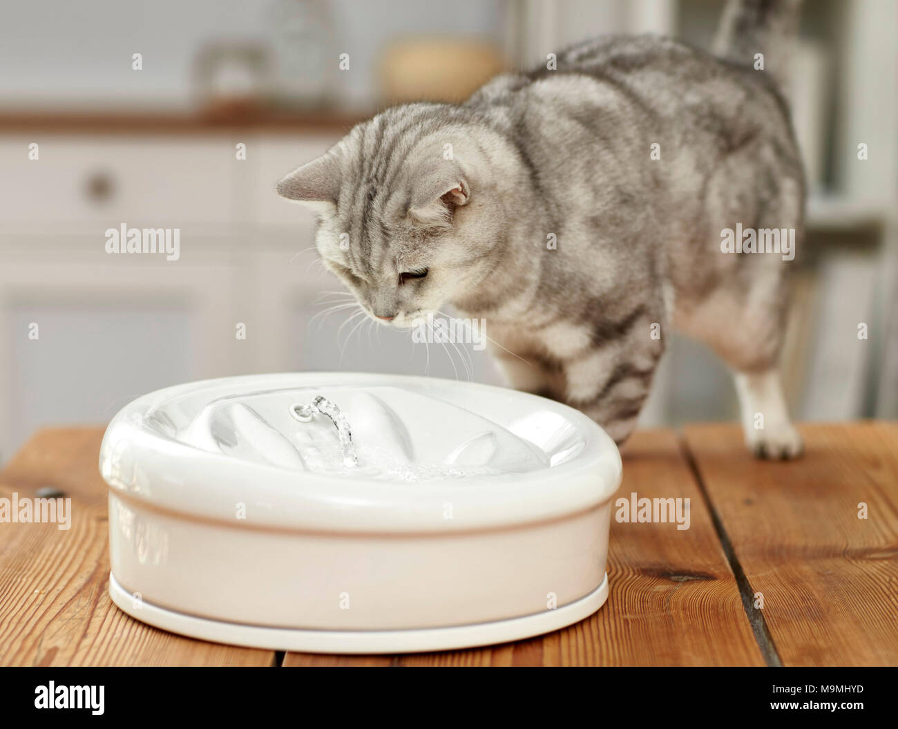 Domestic cat. Adult cat looking at indoor fountain. Germany Stock Photo