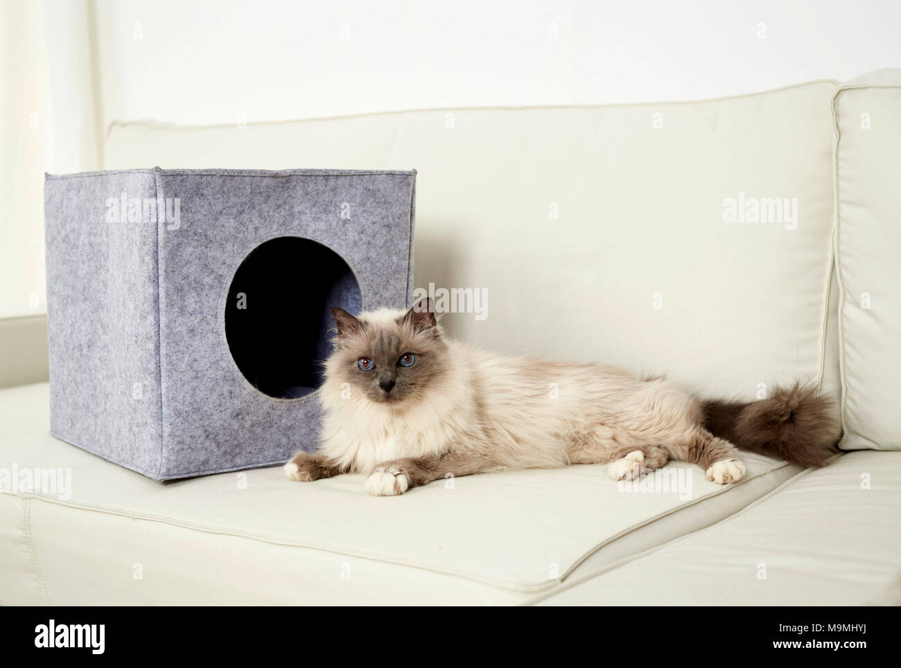 Sacred Birman, Birman. Adult cat lying in front of a felt den, standing on a couch. Germany. Stock Photo