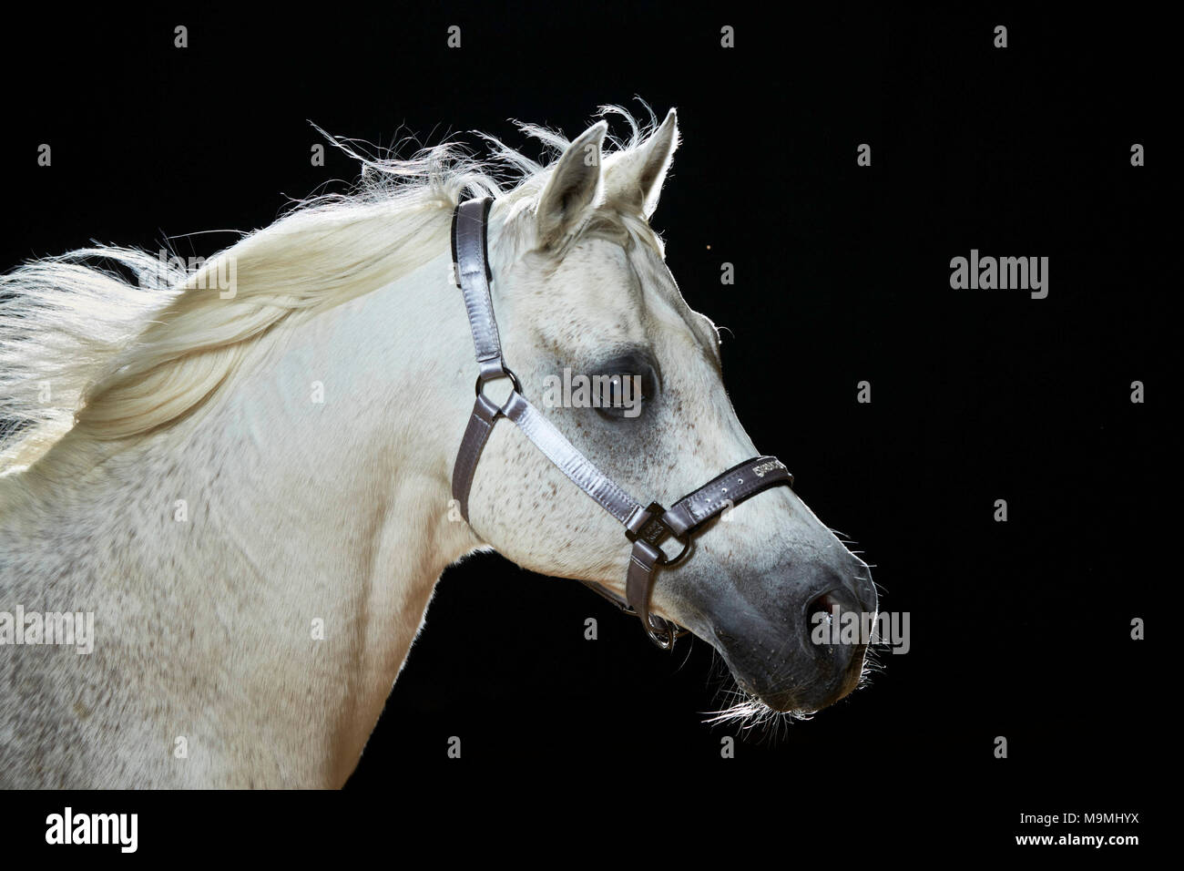 Arabian Horse. Portrait of gray adult with halter, seen against a black background. Germany Stock Photo