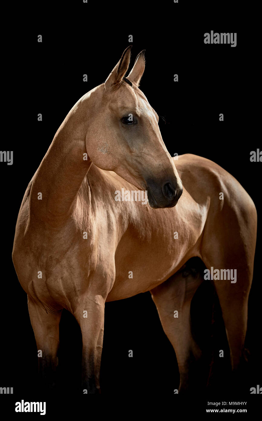 Akhal-Teke. Adult horse standing, seen against a black background. Germany Stock Photo