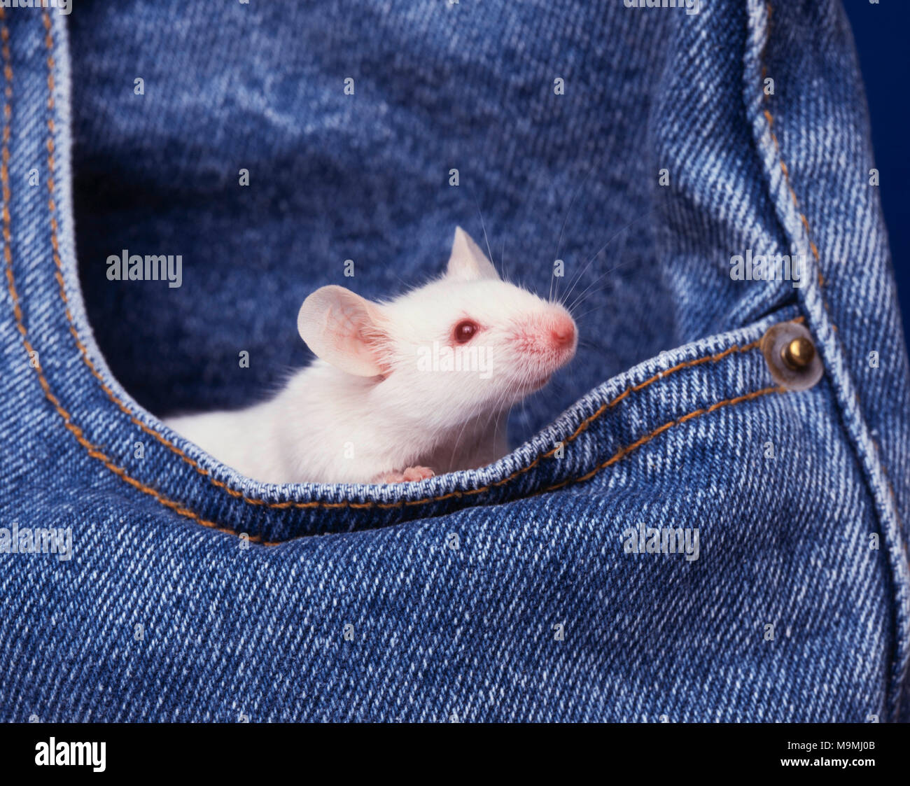 White Fancy Mouse looking out from a jeans pocket. Germany... Stock Photo