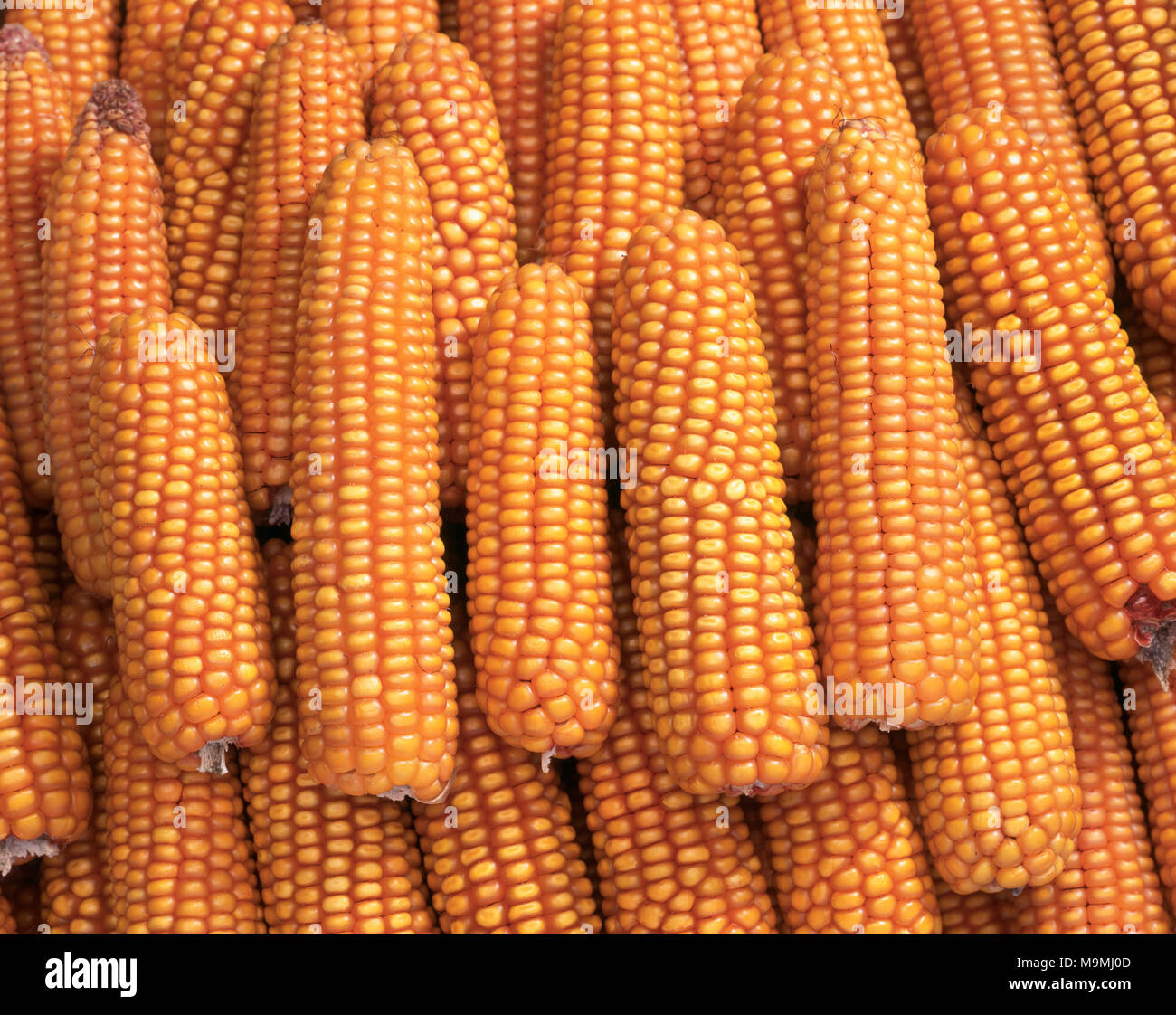 Maize, Corn (Zea mays). Peeled mature ears, studio picture. Stock Photo